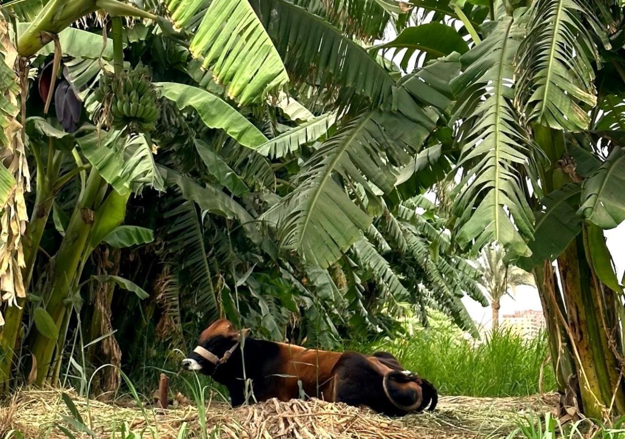 Il Campo Boutique Ecolodge El Hawamdeya Dış mekan fotoğraf